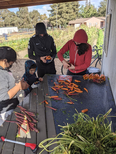 Youth Employment at WeGrow Urban Farm West Sacramento