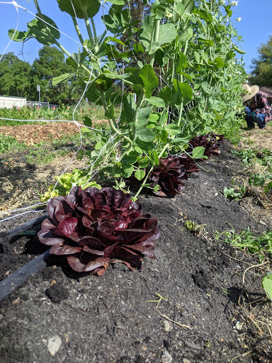 Organic Local Vegetables CSA in West Sacramento