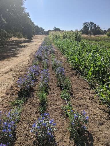 Regenerative Urban Ag Pollinator Plants, WeGrow Farms